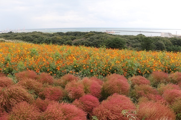 ひたち海浜公園のコキア15.jpg