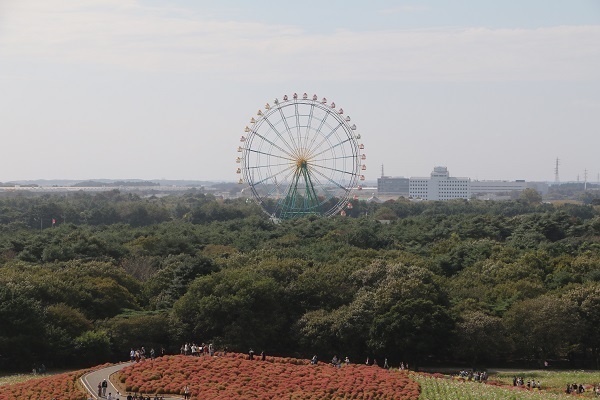 ひたち海浜公園のコキア19.jpg