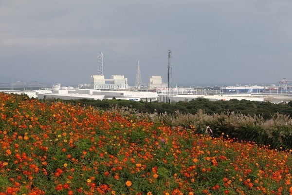 ひたち海浜公園のコキア20.jpg