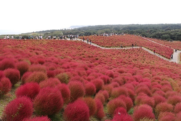 ひたち海浜公園のコキア21.jpg