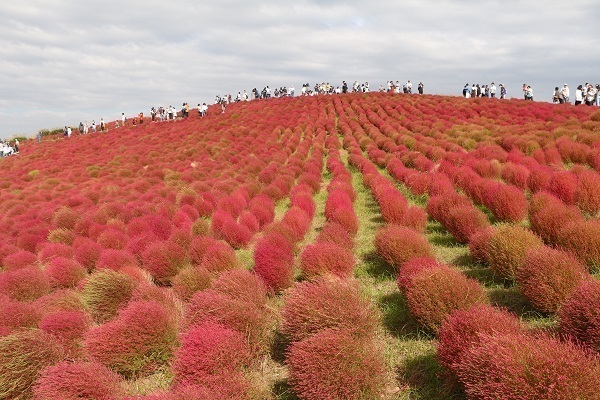 ひたち海浜公園のコキア22.jpg