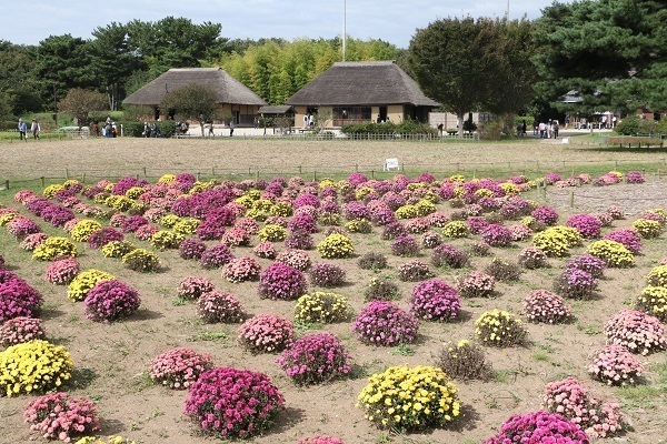 ひたち海浜公園のコキア25.jpg