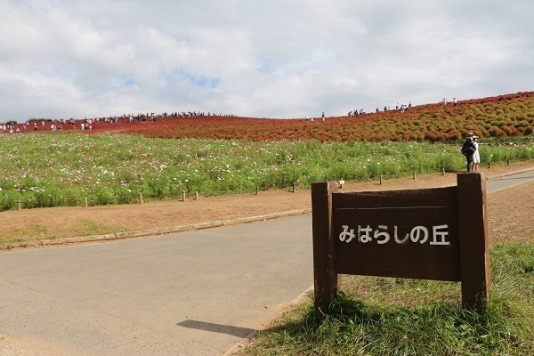ひたち海浜公園のコキア8.jpg