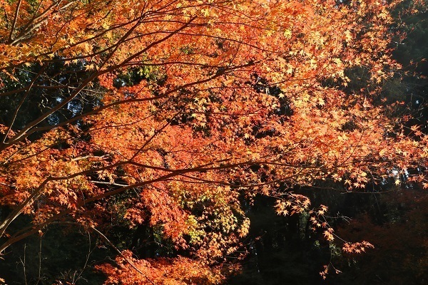 亀山湖と深溝の滝24.jpg