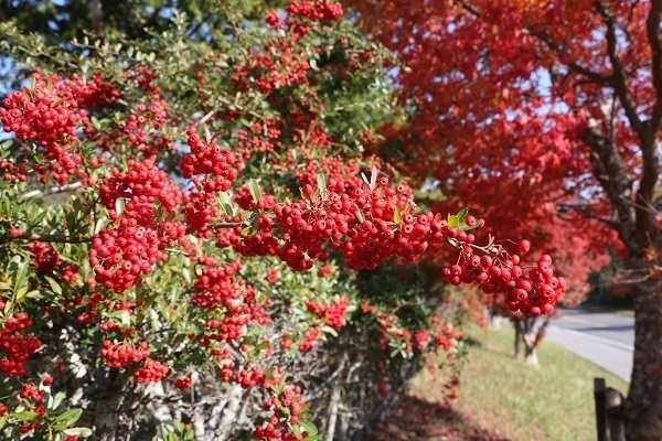 亀山湖と深溝の滝8.jpg