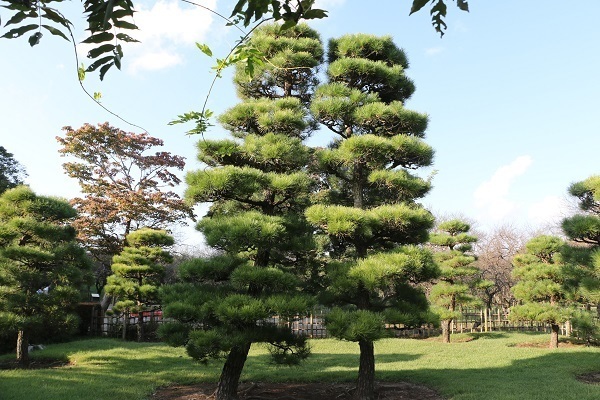 偕楽園の10月8.jpg