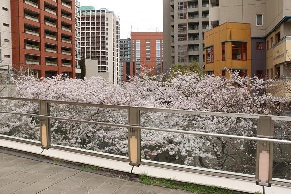 六本木の桜11.jpg