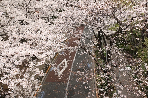 六本木の桜12.jpg