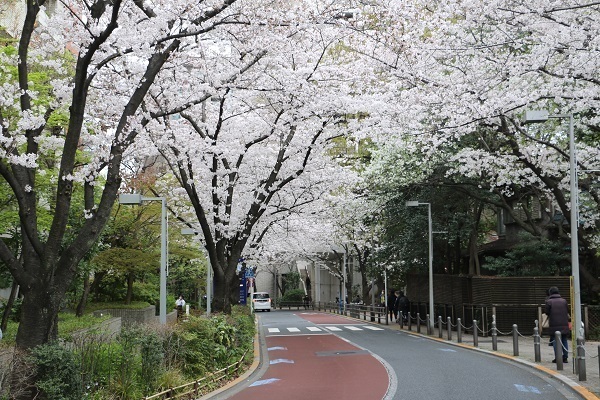 六本木の桜14.jpg