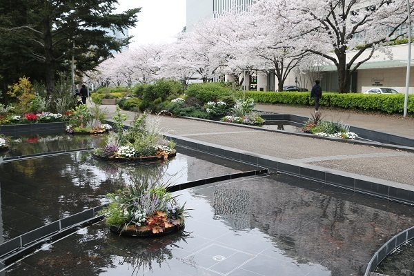 六本木の桜17.jpg