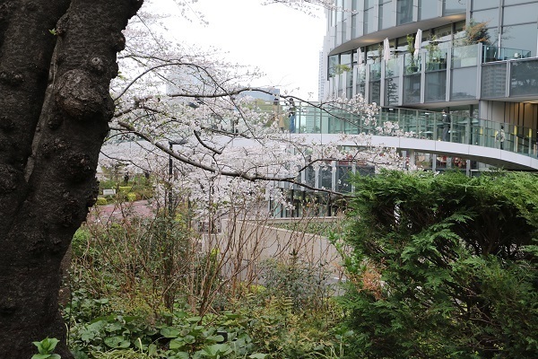 六本木の桜22.jpg