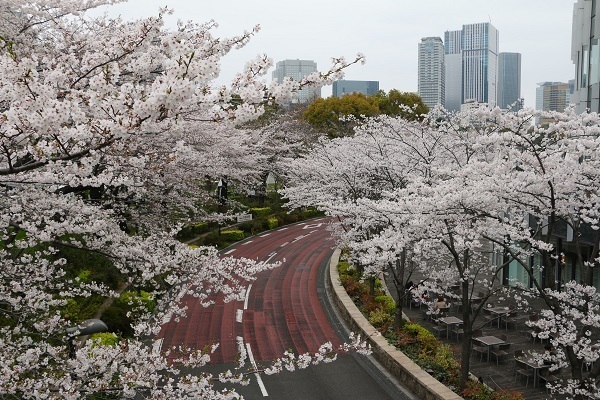 六本木の桜23.jpg