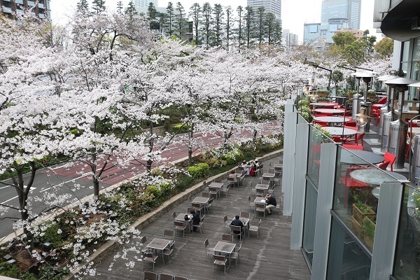 六本木の桜24.jpg