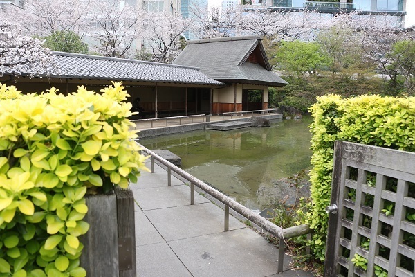 六本木の桜27.jpg