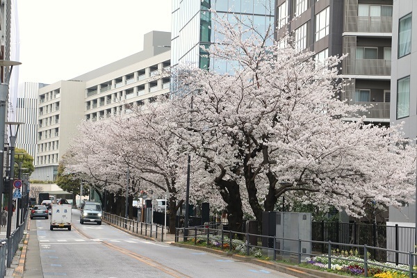 六本木の桜28-1.jpg