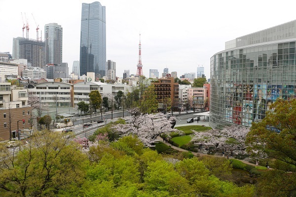 六本木の桜4.jpg