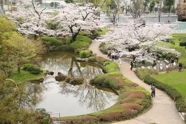 六本木の桜6.jpg