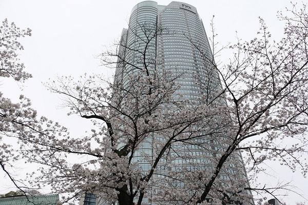 六本木の桜9.jpg