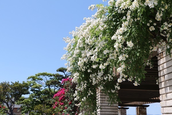 函館元町巡り6-1.jpg