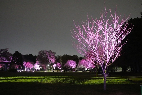 小金井公園花と光のムーブメント12.jpg