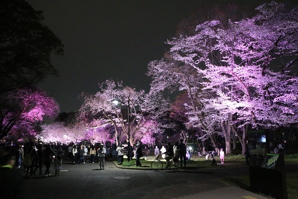 小金井公園花と光のムーブメント13.jpg