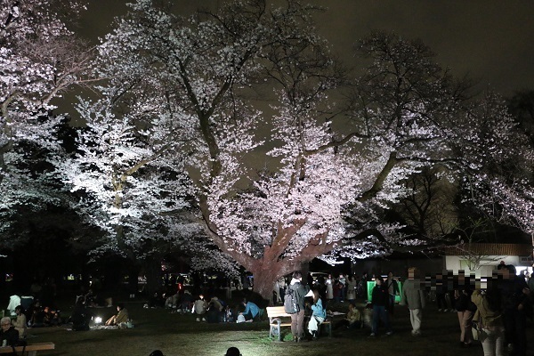 小金井公園花と光のムーブメント14.jpg