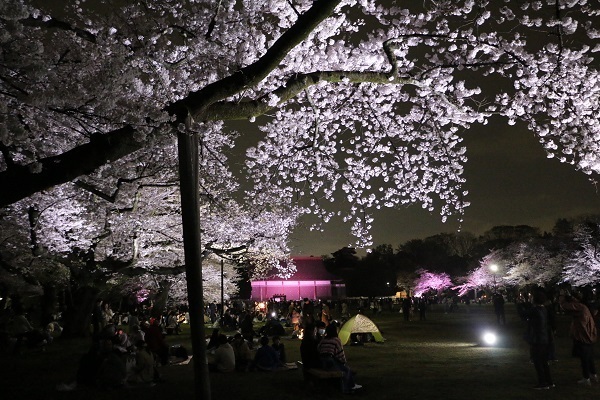 小金井公園花と光のムーブメント16.jpg