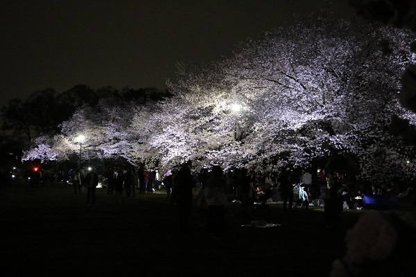 小金井公園花と光のムーブメント19.jpg