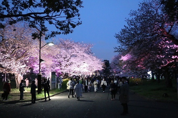 小金井公園花と光のムーブメント2.jpg