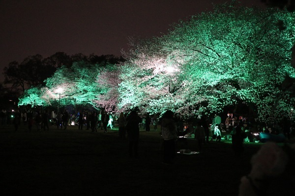 小金井公園花と光のムーブメント20.jpg