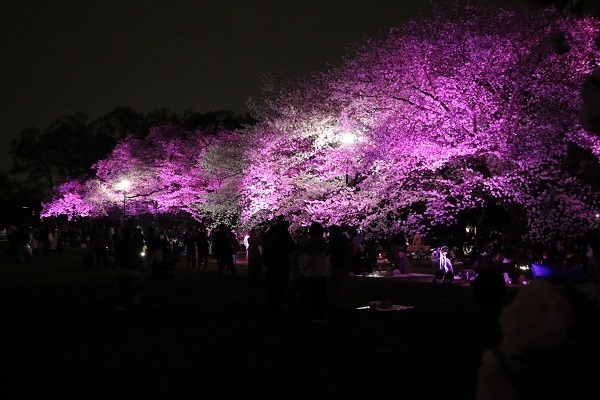 小金井公園花と光のムーブメント21.jpg