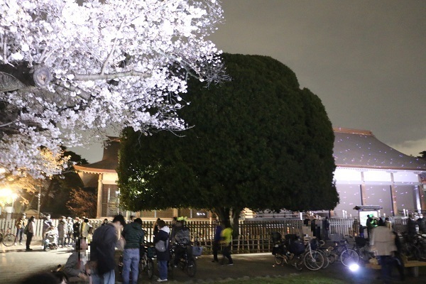 小金井公園花と光のムーブメント22.jpg