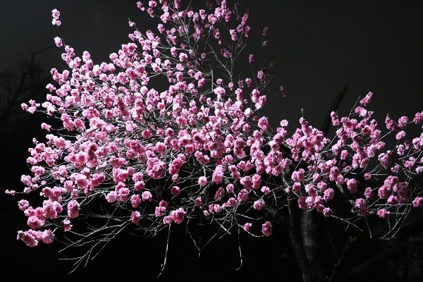 小金井公園花と光のムーブメント25.jpg