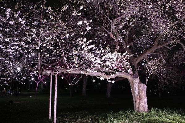 小金井公園花と光のムーブメント26.jpg