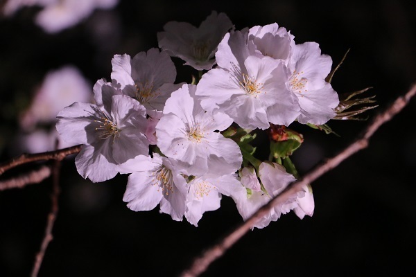 小金井公園花と光のムーブメント27.jpg