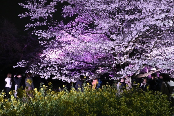小金井公園花と光のムーブメント3-1.jpg