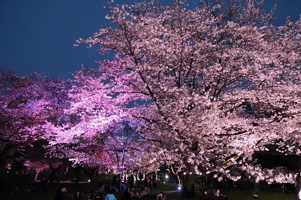 小金井公園花と光のムーブメント3.jpg