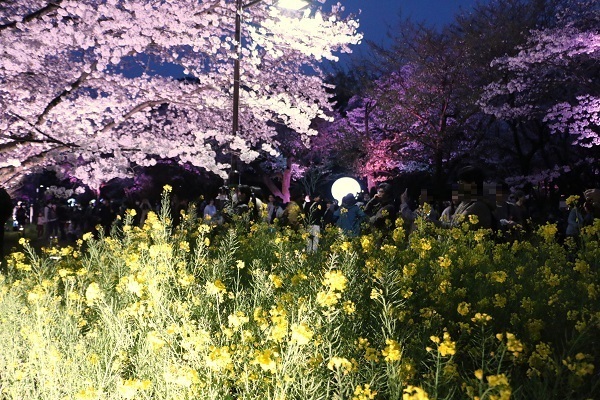 小金井公園花と光のムーブメント4.jpg