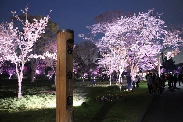 小金井公園花と光のムーブメント8.jpg