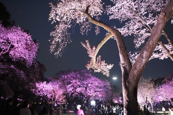 小金井公園花と光のムーブメント9.jpg